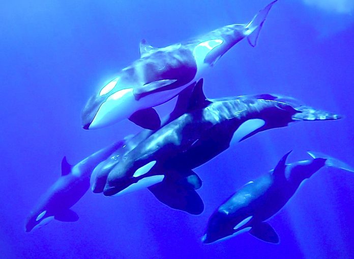 Orca in the blue