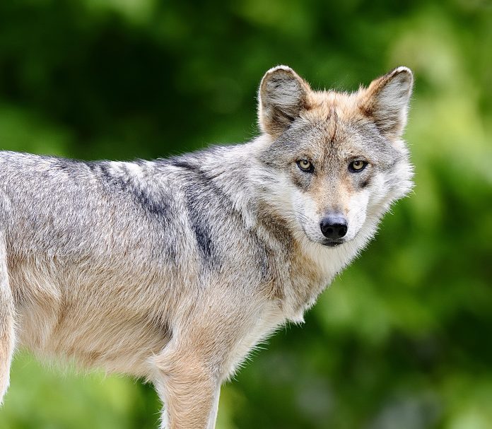 Mexican gray wolf staring at camera in nature