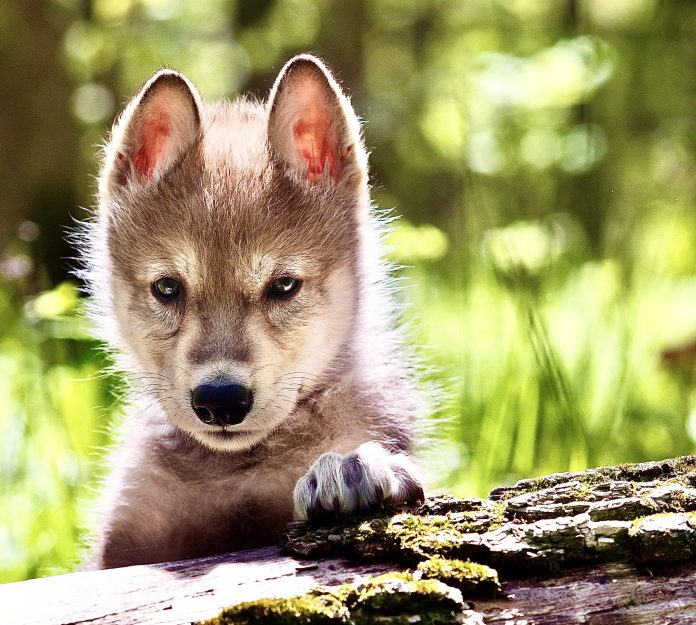 Young Wolf Pup