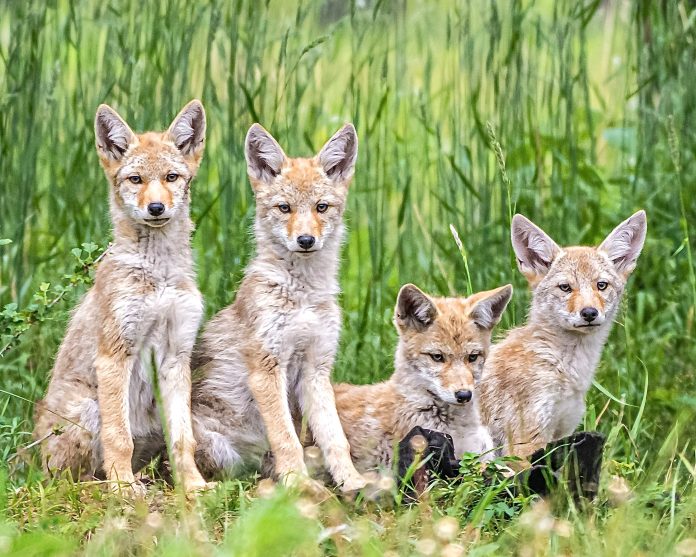 Coyote puppies in Canmore, Alberta