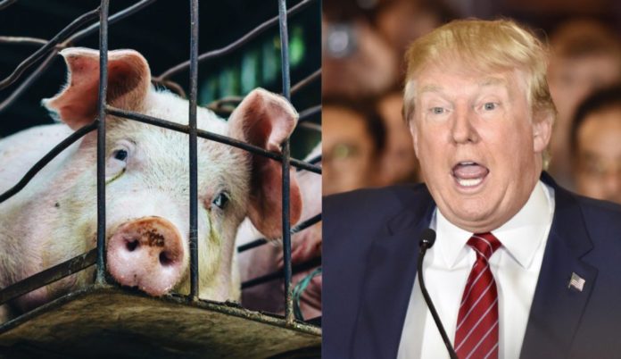 a pig and trump