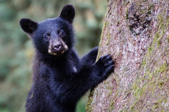 Black Bear Cub Close Up Looking at Camera Climbing Tree