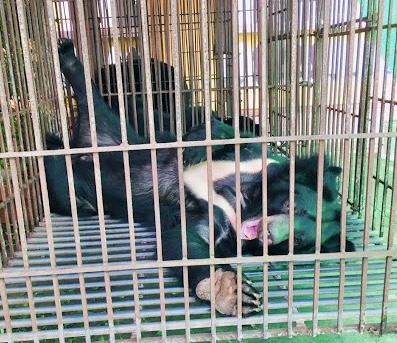 bear saved by animals asia