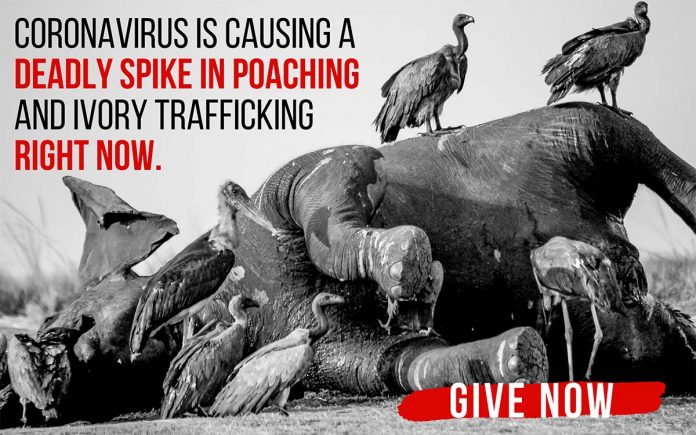 coronavius is causing a deadly spike in poaching and ivory trafficking