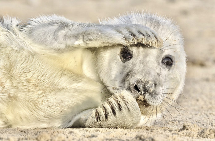 cute seal in sand