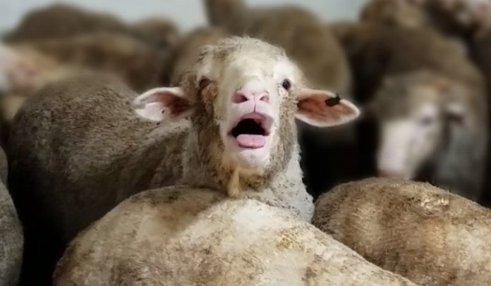 dirty sheep stuck in industrial farm