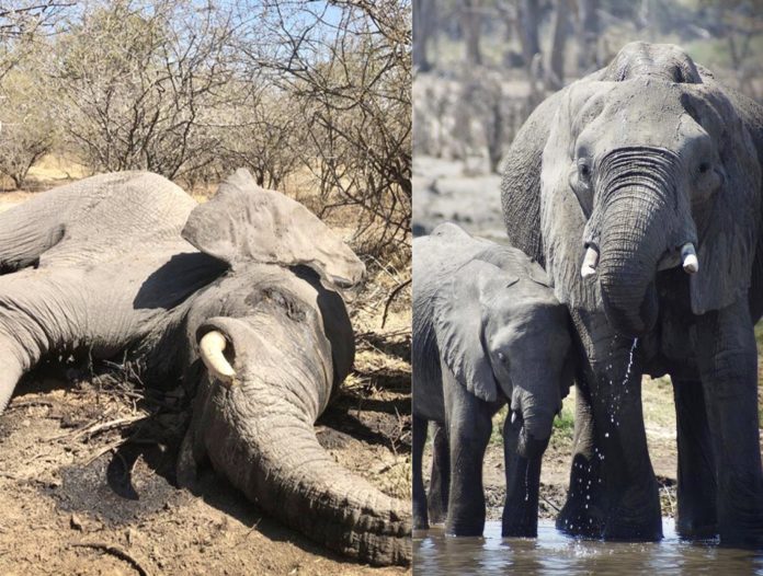 elephants hunted in botswana