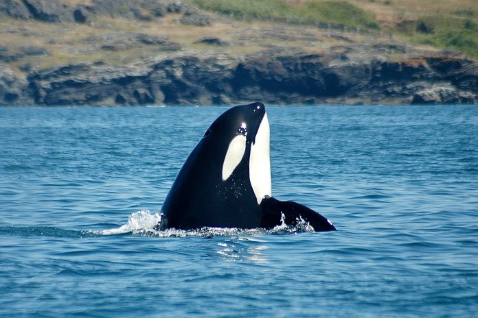 A male Southern Resident Killer Whale spyhops near San Juan Island, Washington.