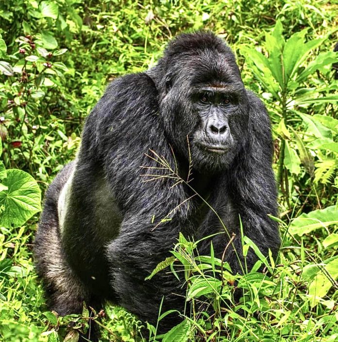 gorilla in foliage