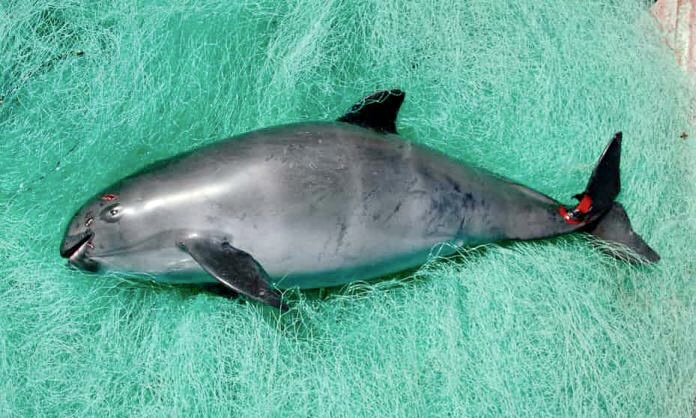 hunted vaquita