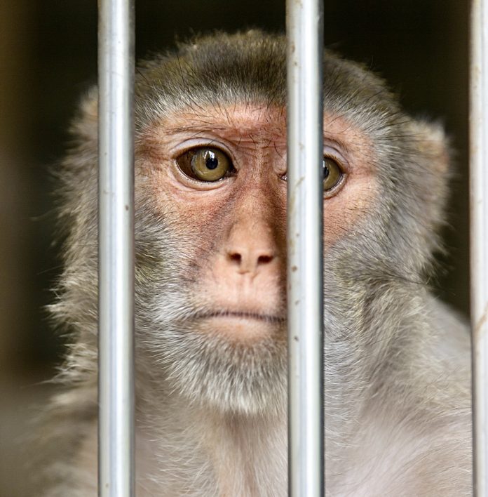 Monkey in a cage. Rhesus Macaque - Macaca mulatta