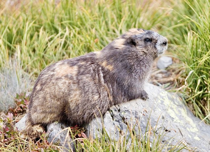 Olympic Marmot (Marmota olympus) sitting on a rock