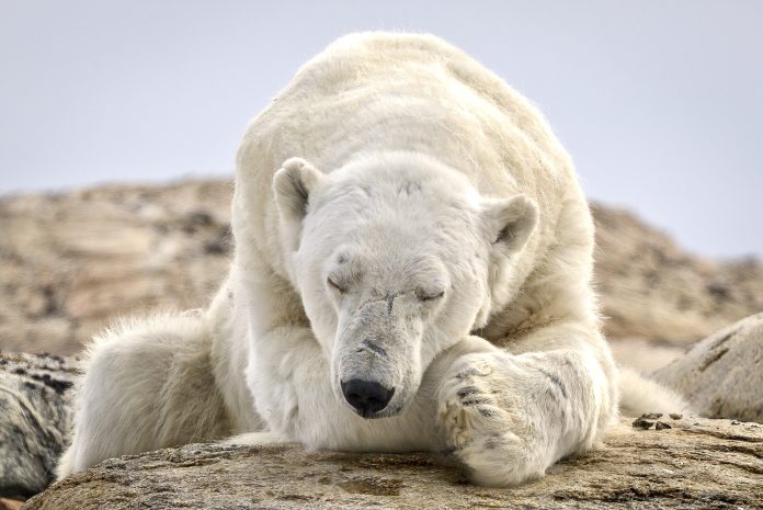Sleeping Polar Bear