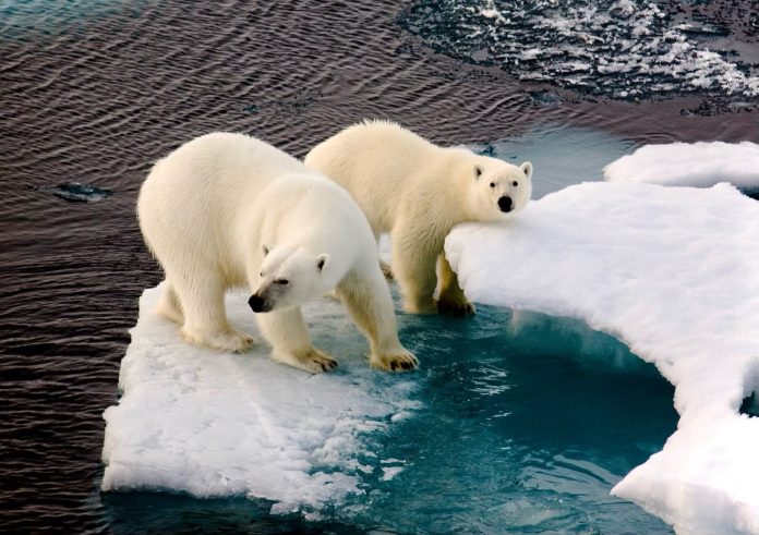 Two polar bears on a small ice floe