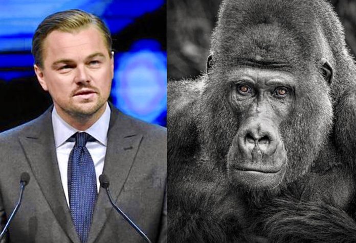 leonardo dicaprio aiding virunga national park