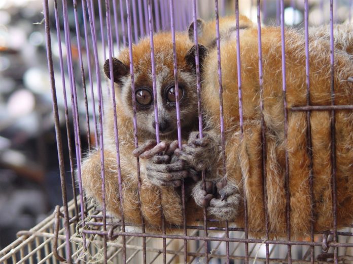 little marsupial in cage