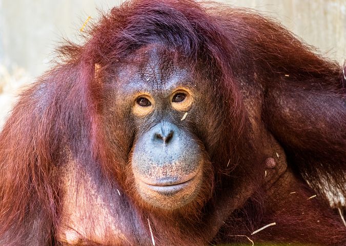 mature orangutan