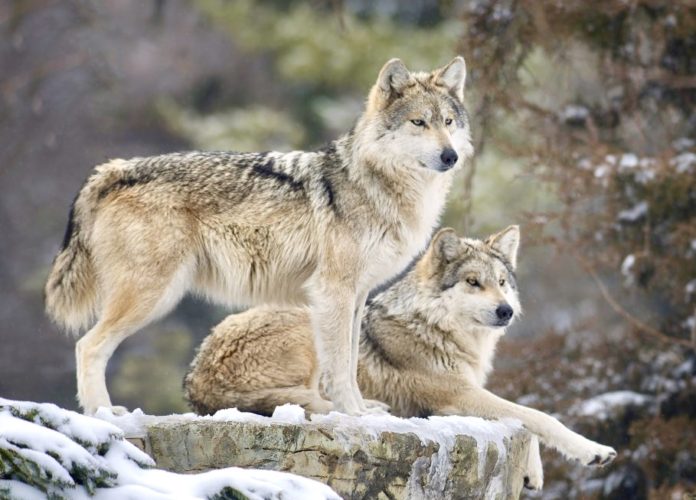 mexican gray wolf