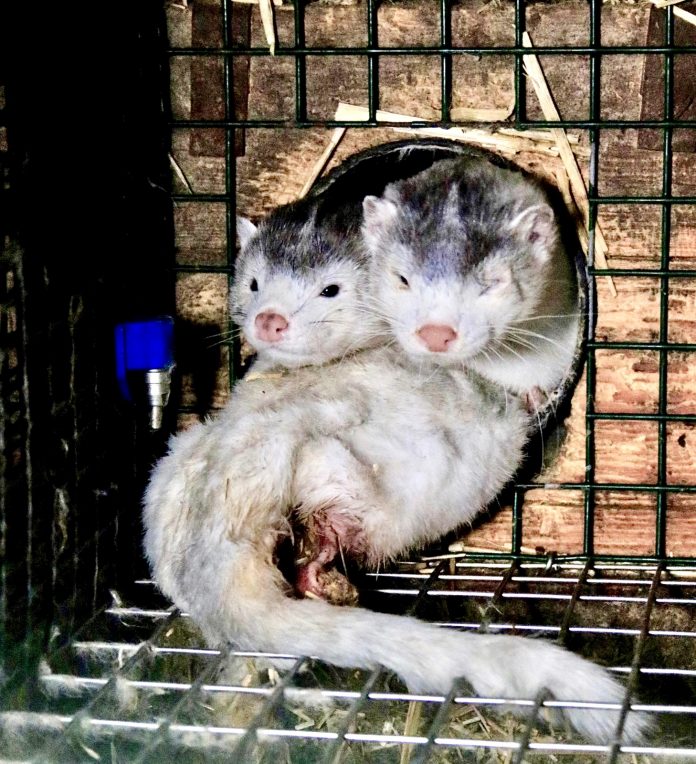 mink stuck in fur farm