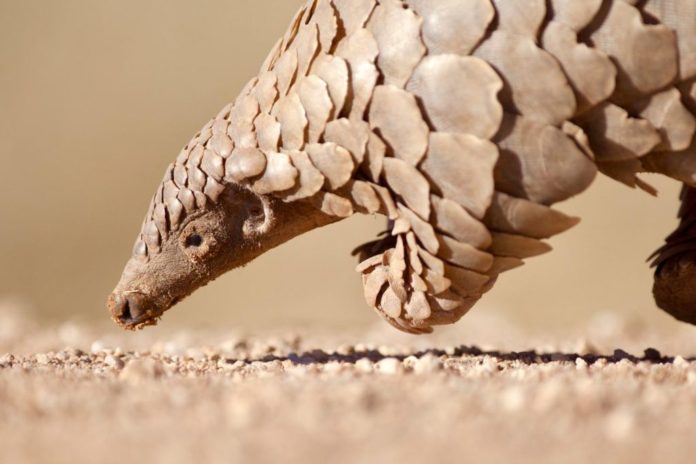 pangolin