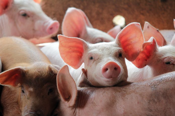pigletts packed in an unsanitary environment