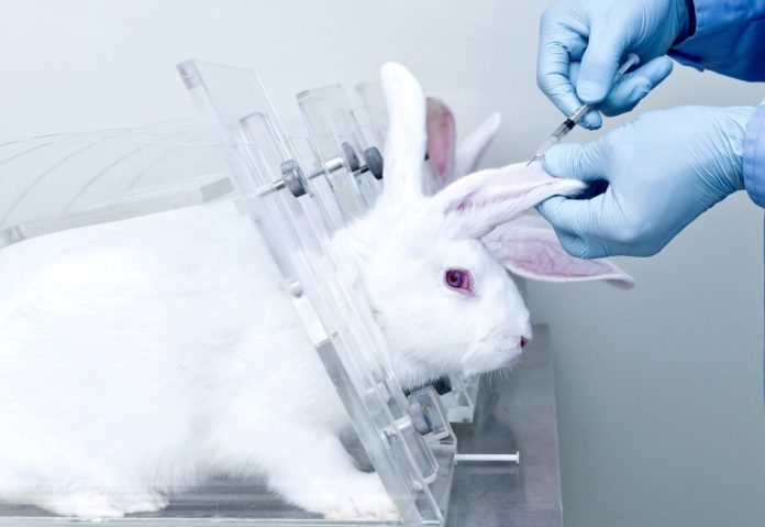 rabbit testing