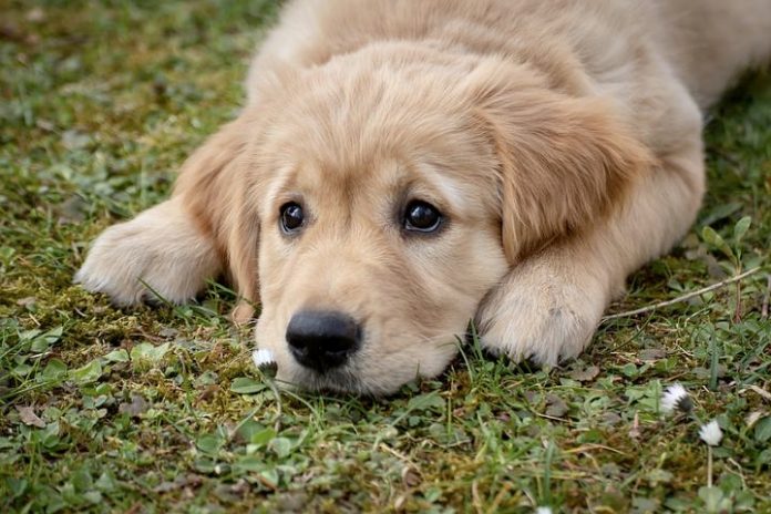 sad golden retriever puppy