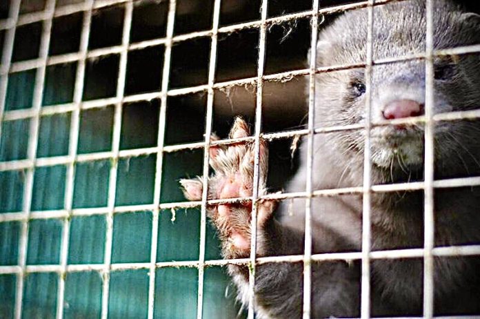 sad mink in a fur farm cage