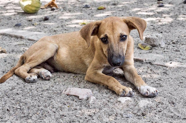 stray puppy in the Dominican Republic