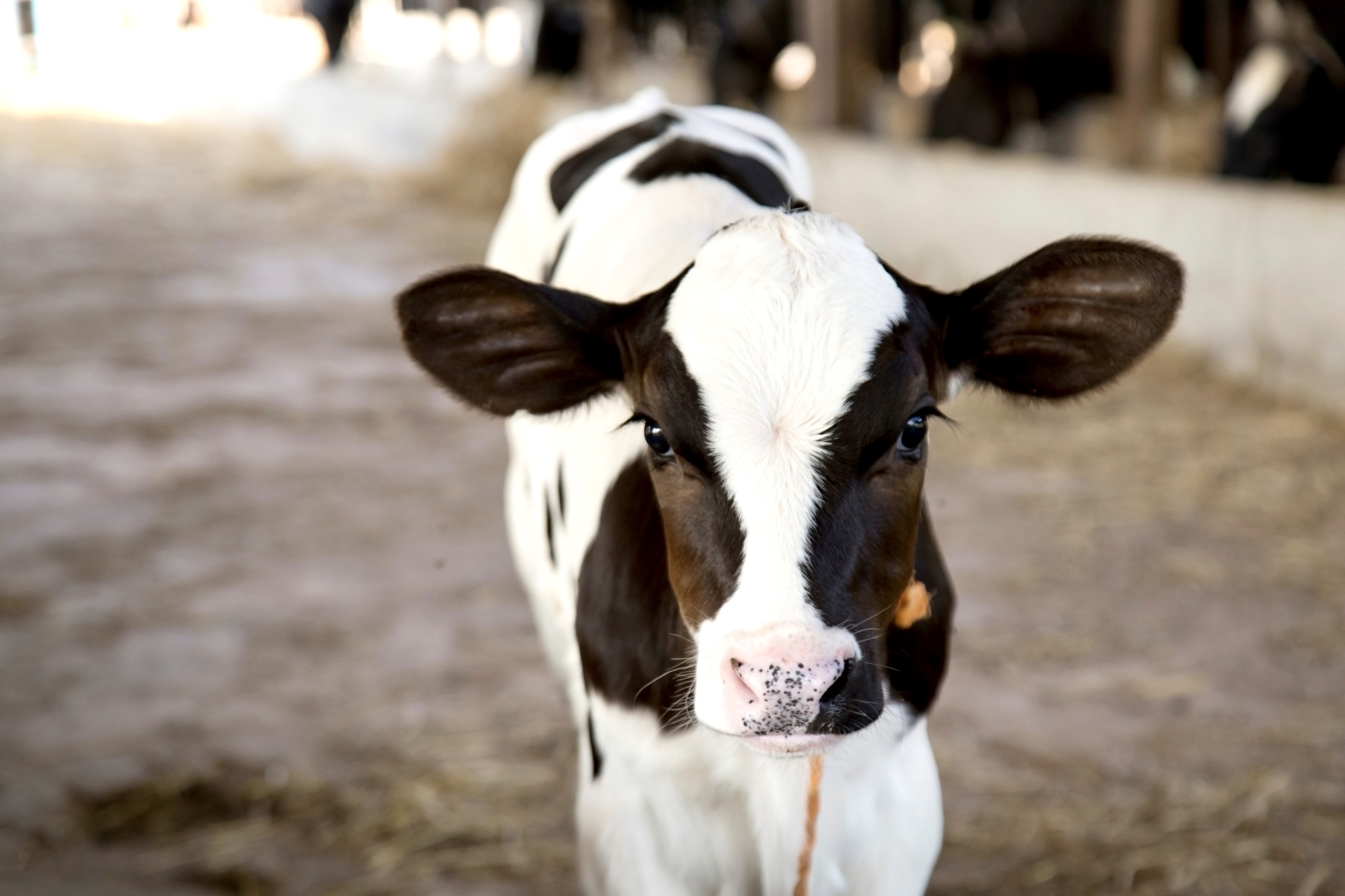 young calf-cow in an industrial farm