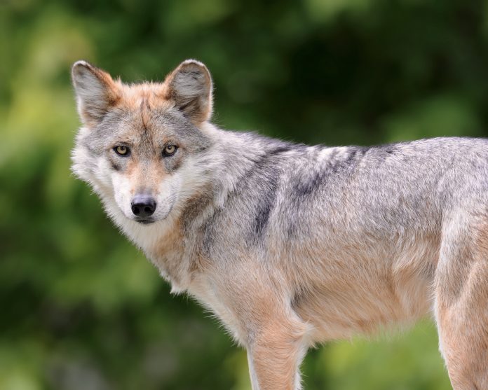 young mexican gray wolf